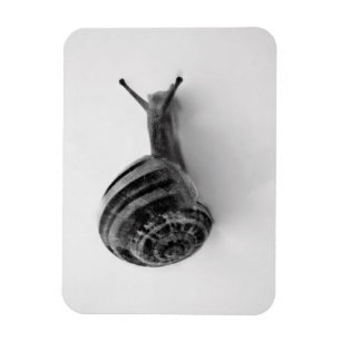 Magnet Flexible Carte postale Snail