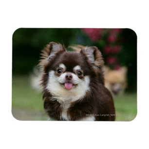 Magnet Flexible Casque long Haired Chihuahua 1
