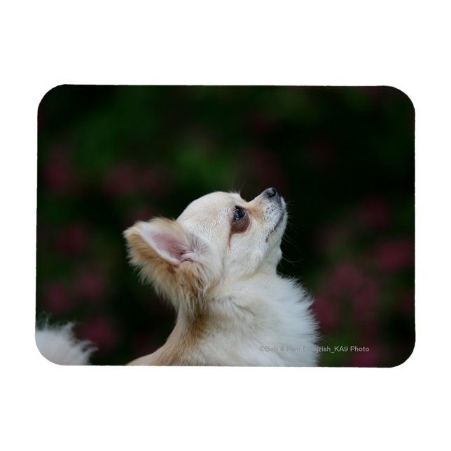 Magnet Flexible Casque long Haired Chihuahua 2 (Horizontal)