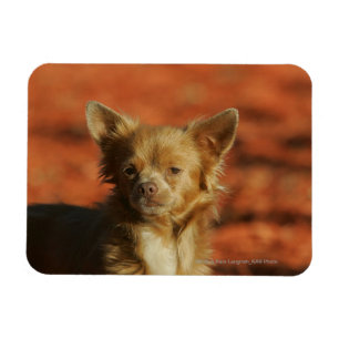 Magnet Flexible Casquette Chihuahua Puppy
