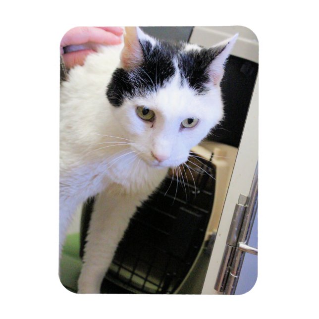 Magnet Flexible Cat (Vertical)