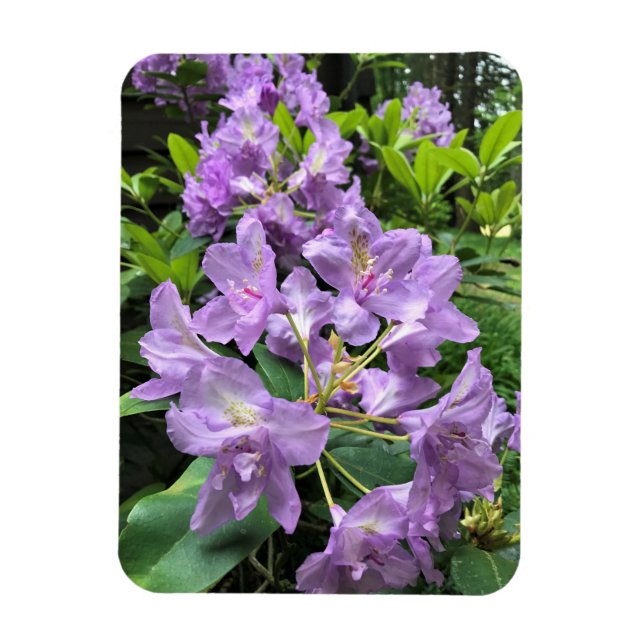 Magnet Flexible Catawbiense Boursault Rhododendrons, Oregon (Vertical)