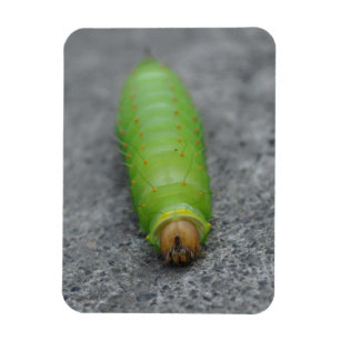 Magnet Flexible Caterpillar Extraordinaire - Antheraea Polyphemus
