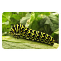 Caterpillar noire