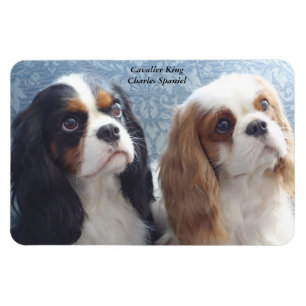 Magnet Flexible Cavalier King Charles Spaniel Aimant flexible