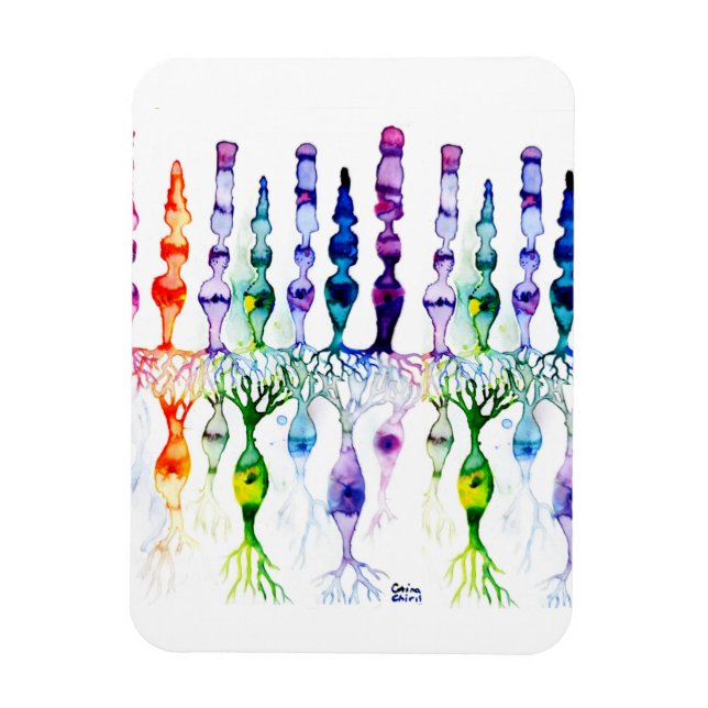 Magnet Flexible Cellules cônes cellules tiges et neurone bipolaire (Vertical)