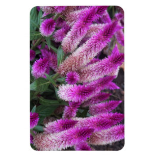 Magnet Flexible Celosia pourpre