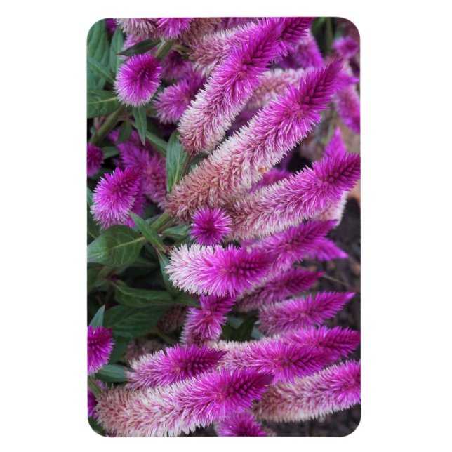 Magnet Flexible Celosia pourpre (Vertical)
