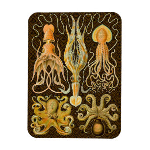Magnet Flexible Cephalopod poulpe calmar Nature marine