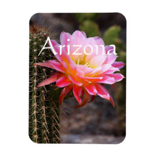 Magnet Flexible Cereus en fleur de cactus rose, Arizona