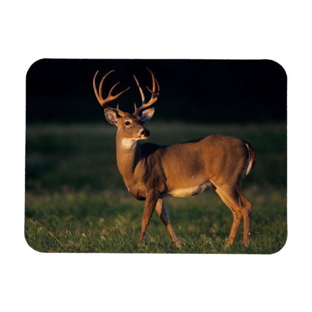 Magnet Flexible Cerf à queue blanche | Choke Canyon State Park, TX (Horizontal)