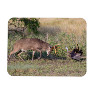 Magnet Flexible Cerf à queue blanche combattant un dindon sauvage