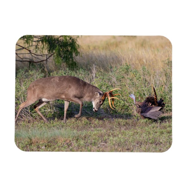 Magnet Flexible Cerf à queue blanche combattant un dindon sauvage (Horizontal)