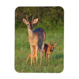 Magnet Flexible Cerf à queue blanche Habitat herbeux