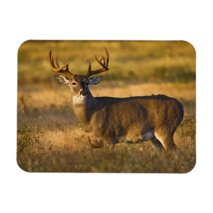 Magnet Flexible Cerf à queue blanche (Odocoileus virginianus) adul