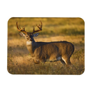 Magnet Flexible Cerf à queue blanche Sud du Texas