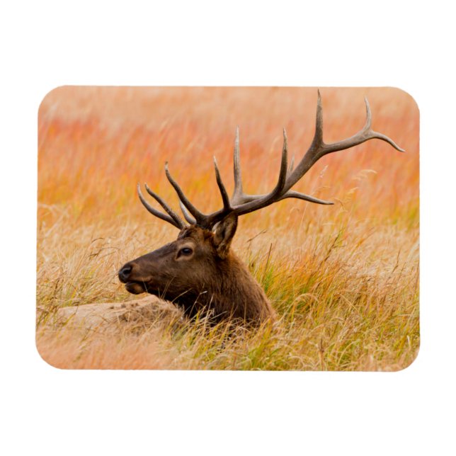 Magnet Flexible Cerf (Cervus Elephus) au repos dans l'herbe d'une  (Horizontal)