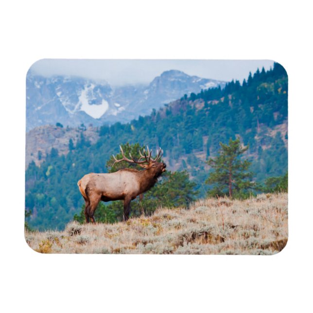 Magnet Flexible Cerf (Cervus Elephus) mâle bramant (Horizontal)