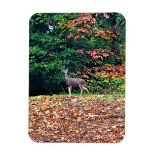 Magnet Flexible Cerf dans la forêt, Oregon