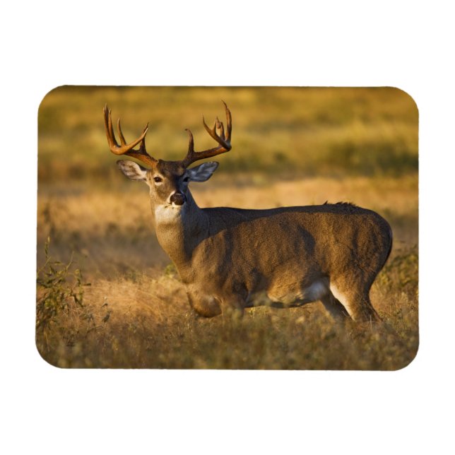 Magnet Flexible Cerf de Virginie (Odocoileus virginianus) adulte (Horizontal)