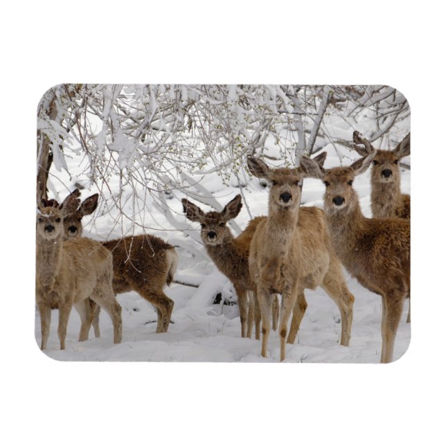 Magnet Flexible Cerf Mule Wyoming (Horizontal)