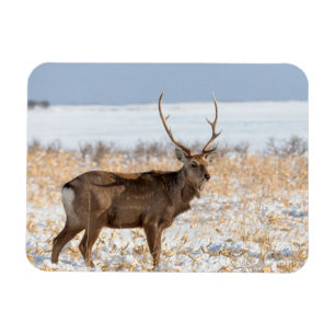 Magnet Flexible Cerf Sika dans un champ enneigé Japon