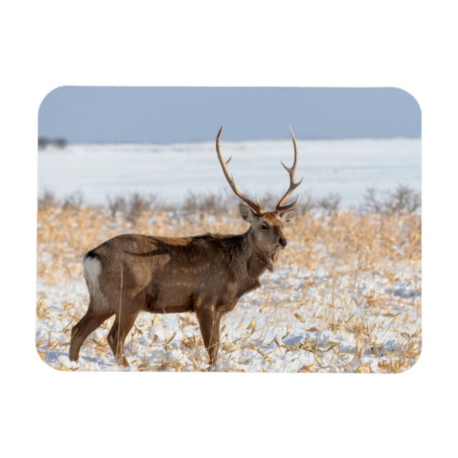 Magnet Flexible Cerf Sika dans un champ enneigé | Japon (Horizontal)