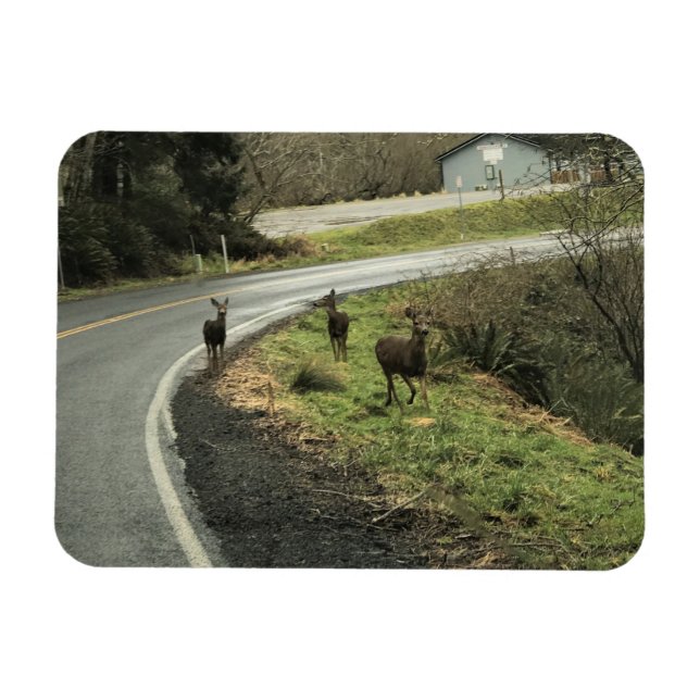 Magnet Flexible Cerf sur la route, Cap Déception, WA (Horizontal)