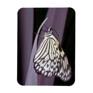 Magnet Flexible Cerf-volant en papier sur feuille d'Agave violette