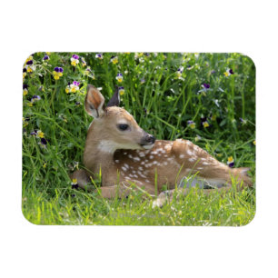 Magnet Flexible cerfs communs Blanc-coupés la queue (virginianus