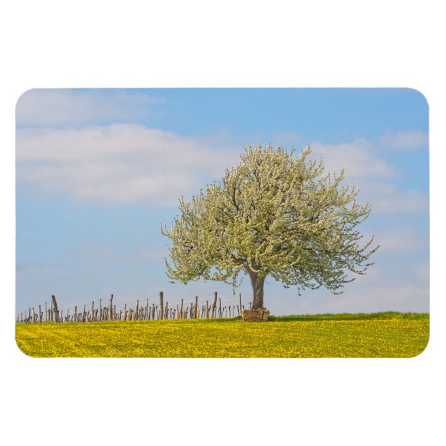 Magnet Flexible Cerisier au printemps (Horizontal)