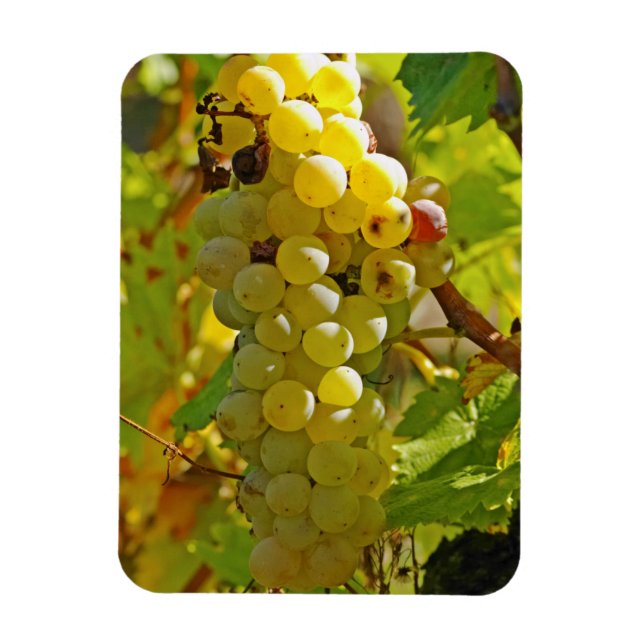 Magnet Flexible Certains Chasselas dans le vignoble - plantés il y (Vertical)