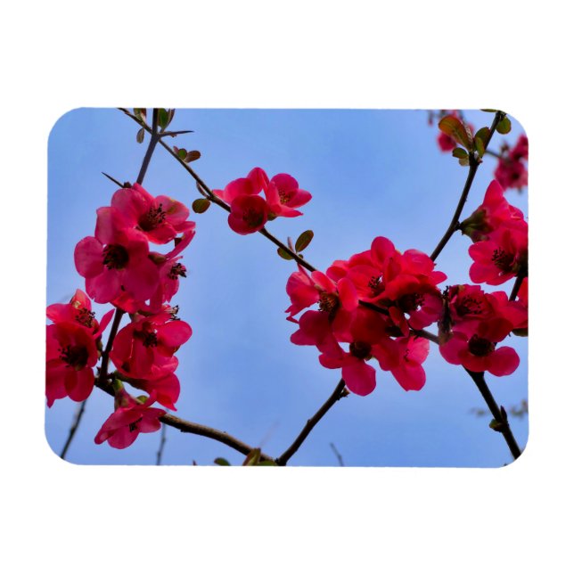 Magnet Flexible Chaenomeles speciosa (Horizontal)