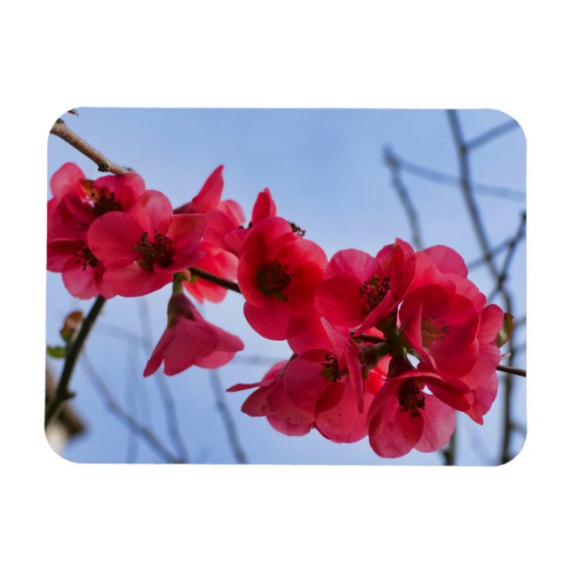 Magnet Flexible Chaenomeles speciosa (Horizontal)