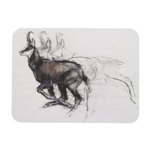 Magnet Flexible Chamois courant