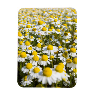 Magnet Flexible Champ de camomille, Hongrie