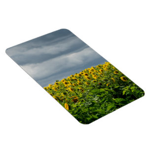 Magnet Flexible Champ de tournesols.