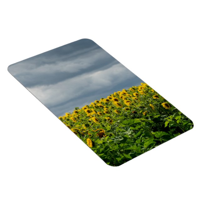 Magnet Flexible Champ de tournesols. (Côté Droit)