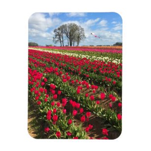 Magnet Flexible Champ de tulipes avec cerf-volant, Oregon
