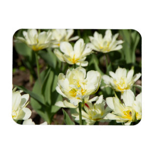 Magnet Flexible Champ de tulipes blanches