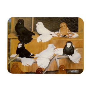 Magnet Flexible Champions Trumpeter Pigeon
