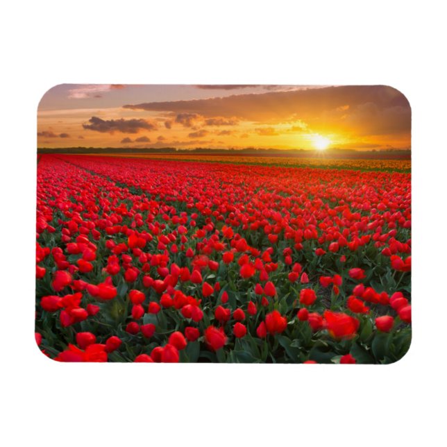 Magnet Flexible Champs de tulipes au coucher du soleil dans la Pay (Horizontal)