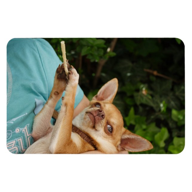 Magnet Flexible Charlie Chihuahua (Horizontal)