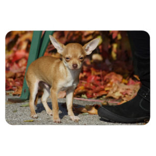 Magnet Flexible Charlie Chihuahua
