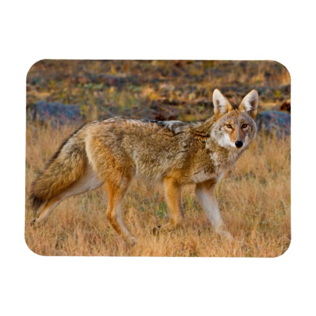 Magnet Flexible Chasse au coyote (Canis Latrans) (Horizontal)