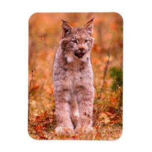 Magnet Flexible Chasse au lynx roux   Forêt d'automne