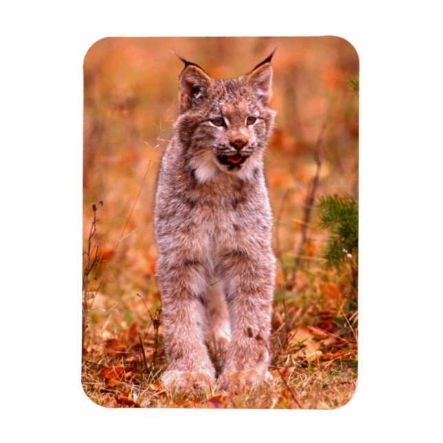 Magnet Flexible Chasse au lynx roux | Forêt d'automne (Vertical)