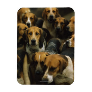 Magnet Flexible Chasse de foxhounds, Galway Blazers, Irlande
