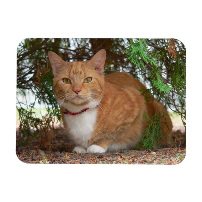 Magnet Flexible Chat Domestique Orange Tigré (Horizontal)