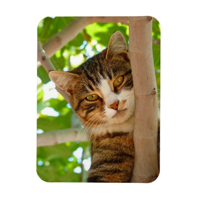 Magnet Flexible Chat grimpeur (Vertical)
